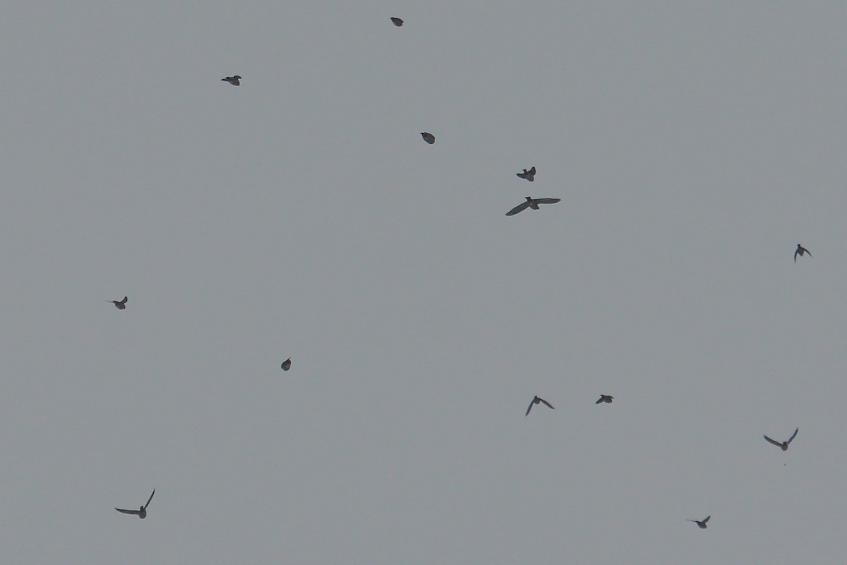 キレンジャク - ML645856562