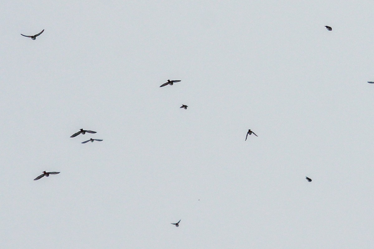 キレンジャク - ML645856563