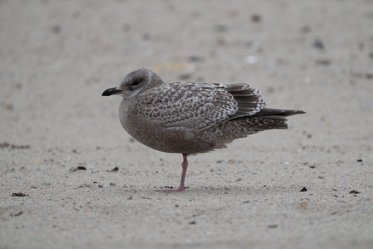 Iceland Gull (Thayer's) - ML645856565