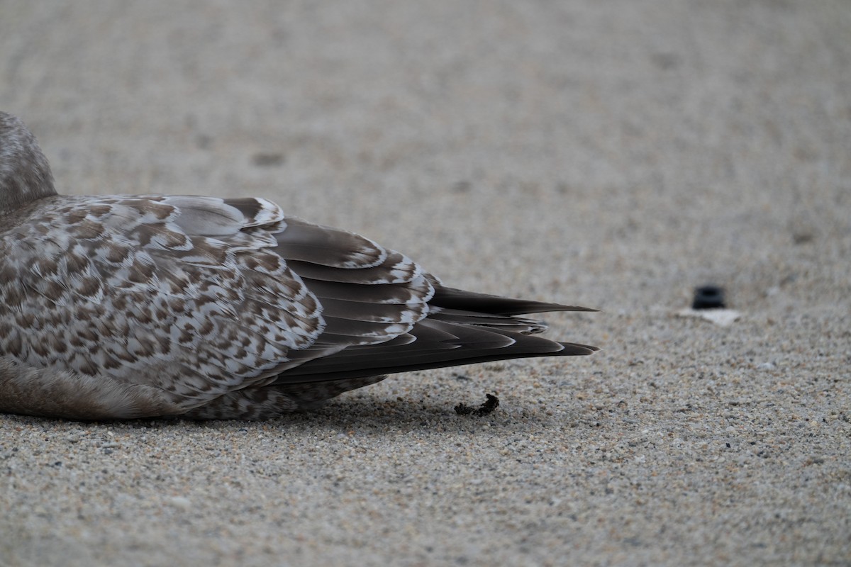 Iceland Gull (Thayer's) - ML645856566