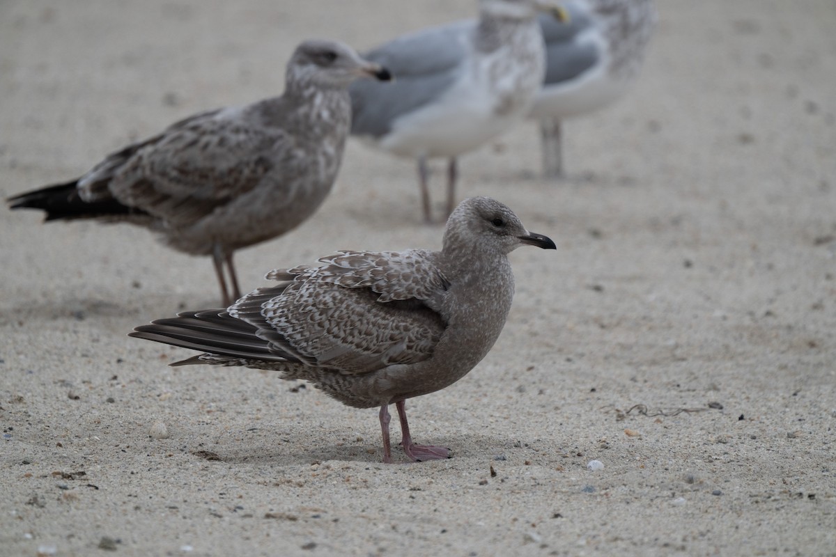 Iceland Gull (Thayer's) - ML645856567