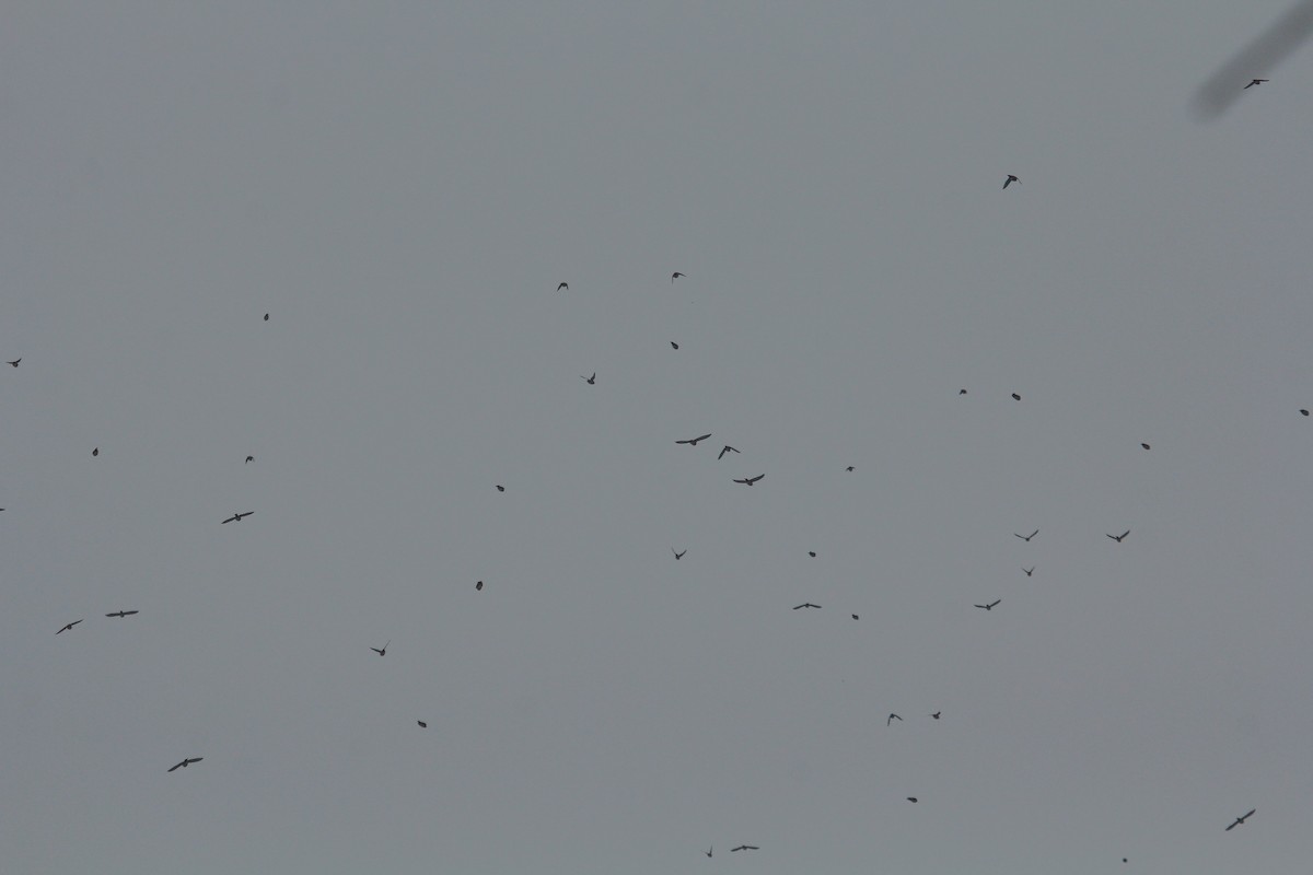 キレンジャク - ML645856568