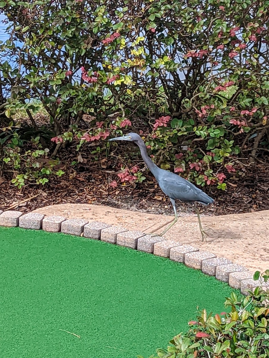 Little Blue Heron - ML645856571
