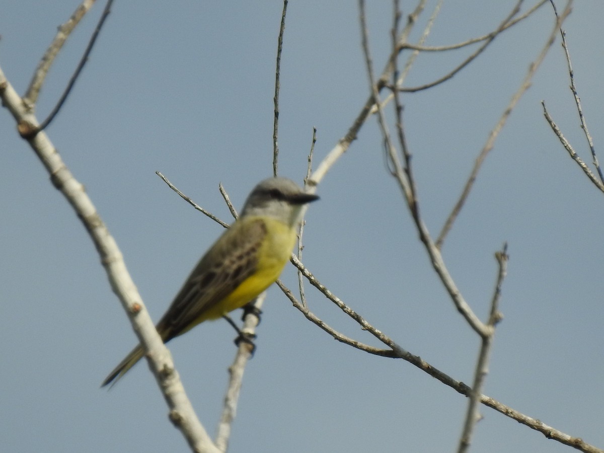 Tropical Kingbird - ML645856574
