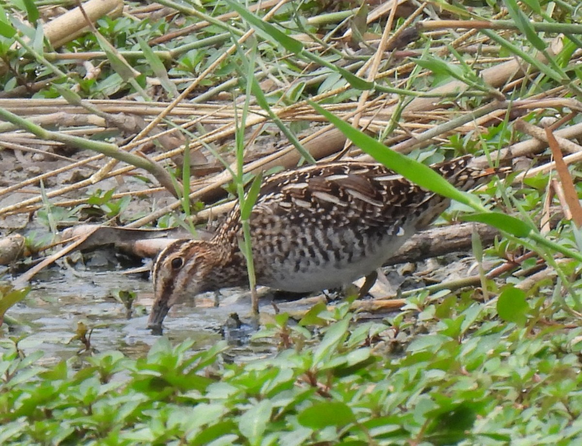 Wilson's Snipe - ML645856581