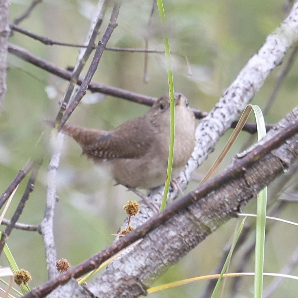 Northern House Wren - ML645856584