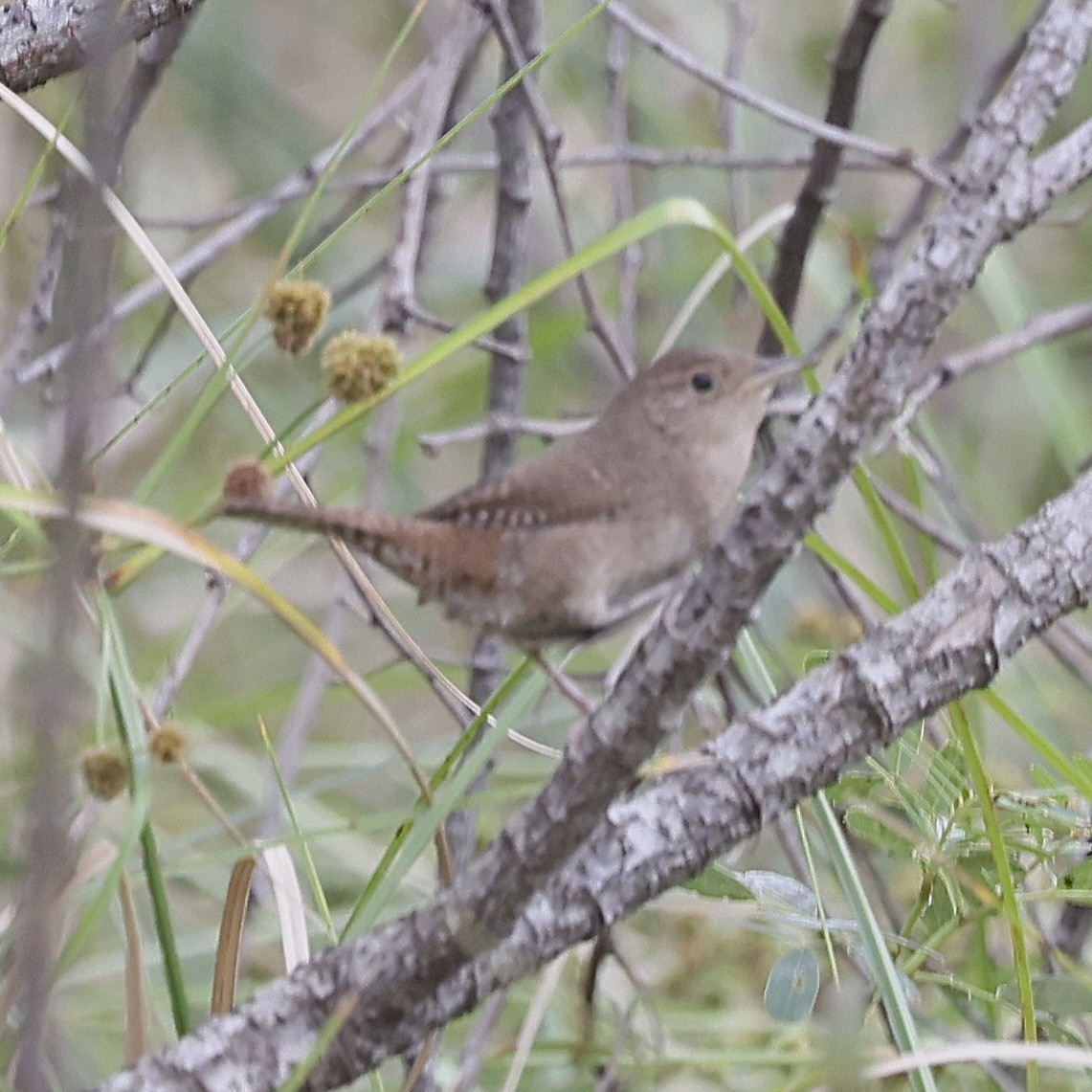 Northern House Wren - ML645856585
