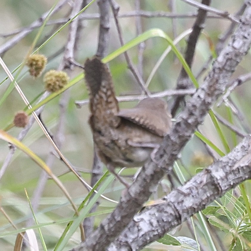 Northern House Wren - ML645856586