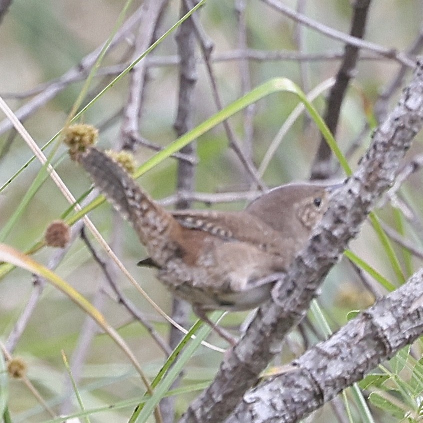 Northern House Wren - ML645856587