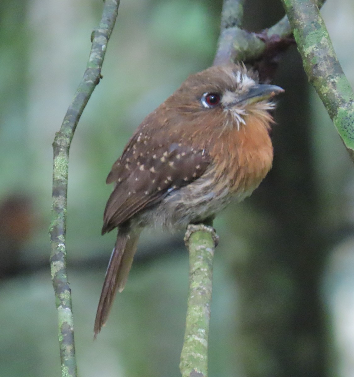 Moustached Puffbird - ML645856588