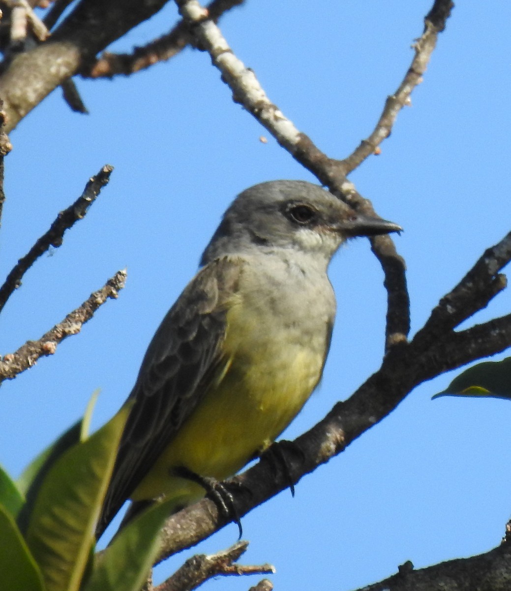Cassin's Kingbird - ML645856591