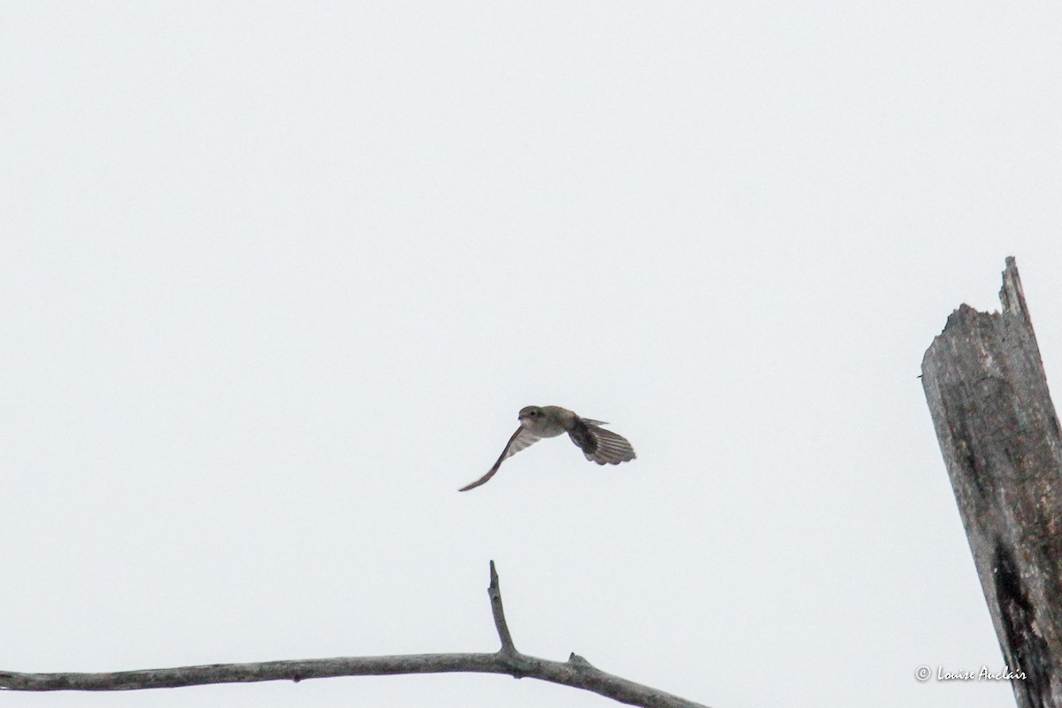 Antzandobi boreala - ML645856595