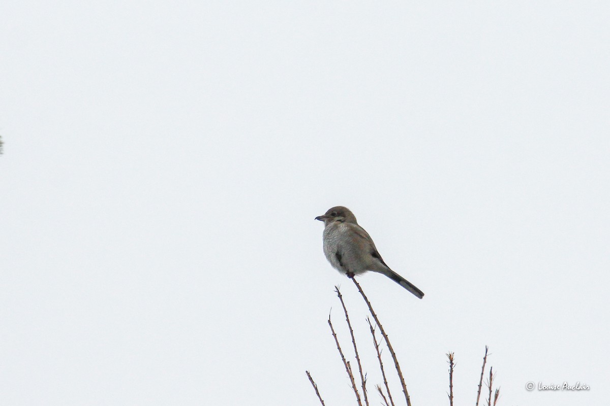 Antzandobi boreala - ML645856596