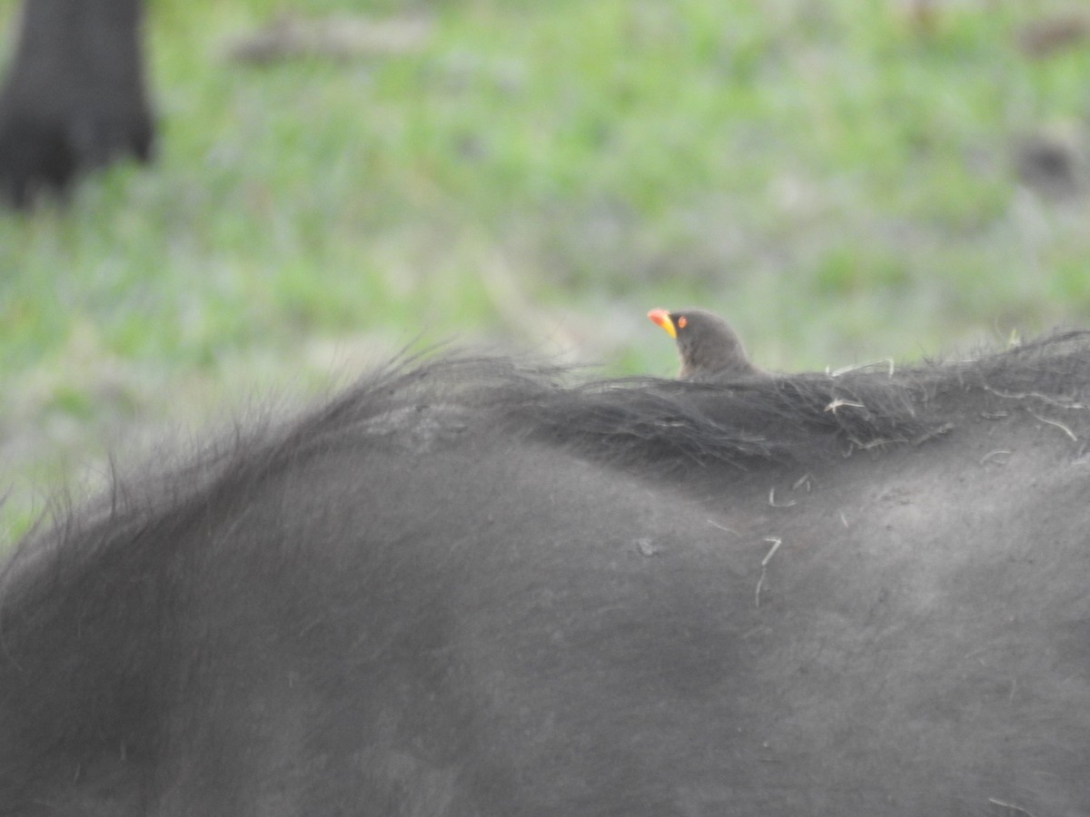 Yellow-billed Oxpecker - ML645856599