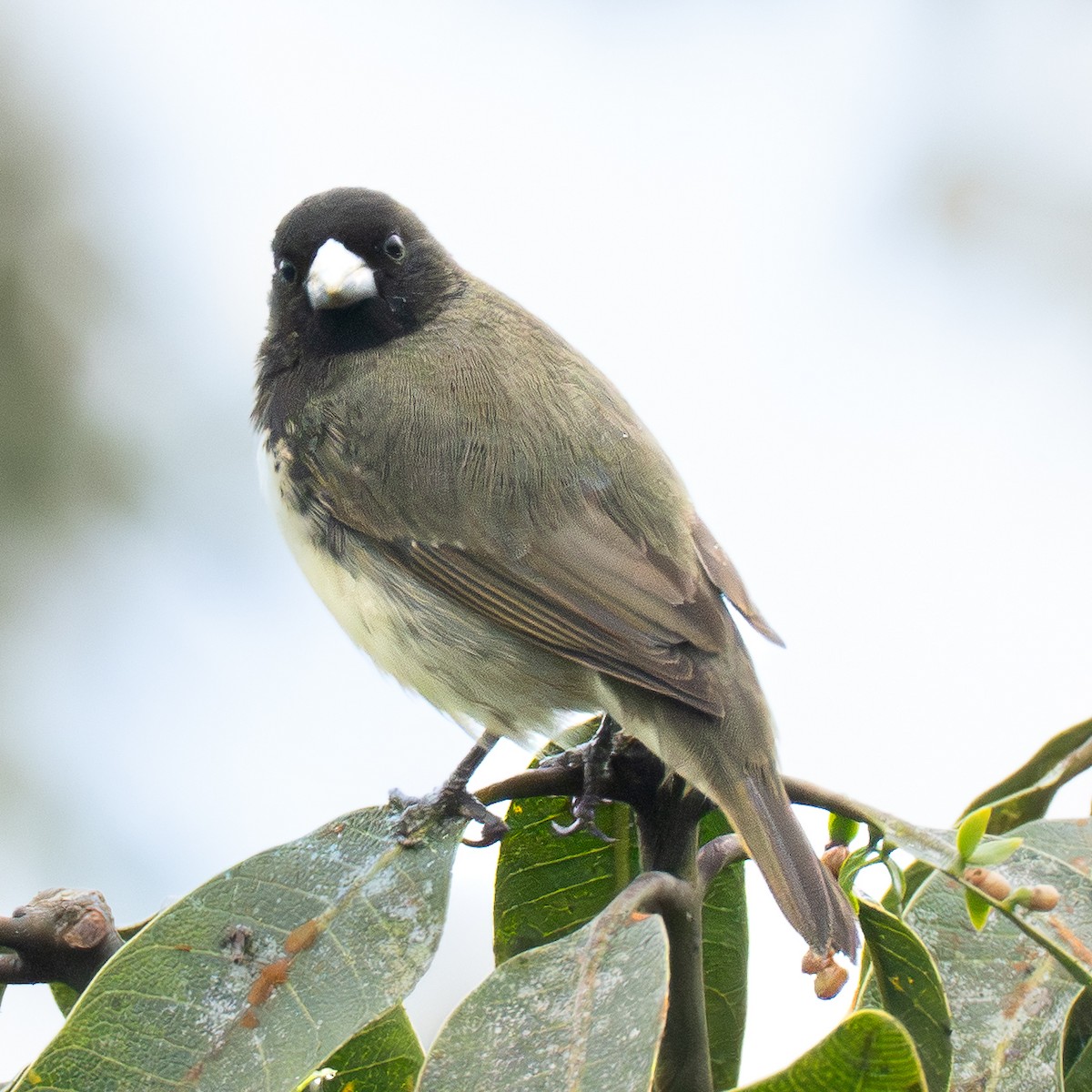Yellow-bellied Seedeater - ML645856600
