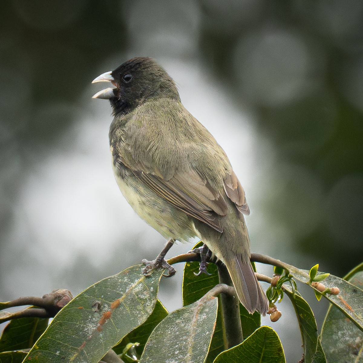 Yellow-bellied Seedeater - ML645856601