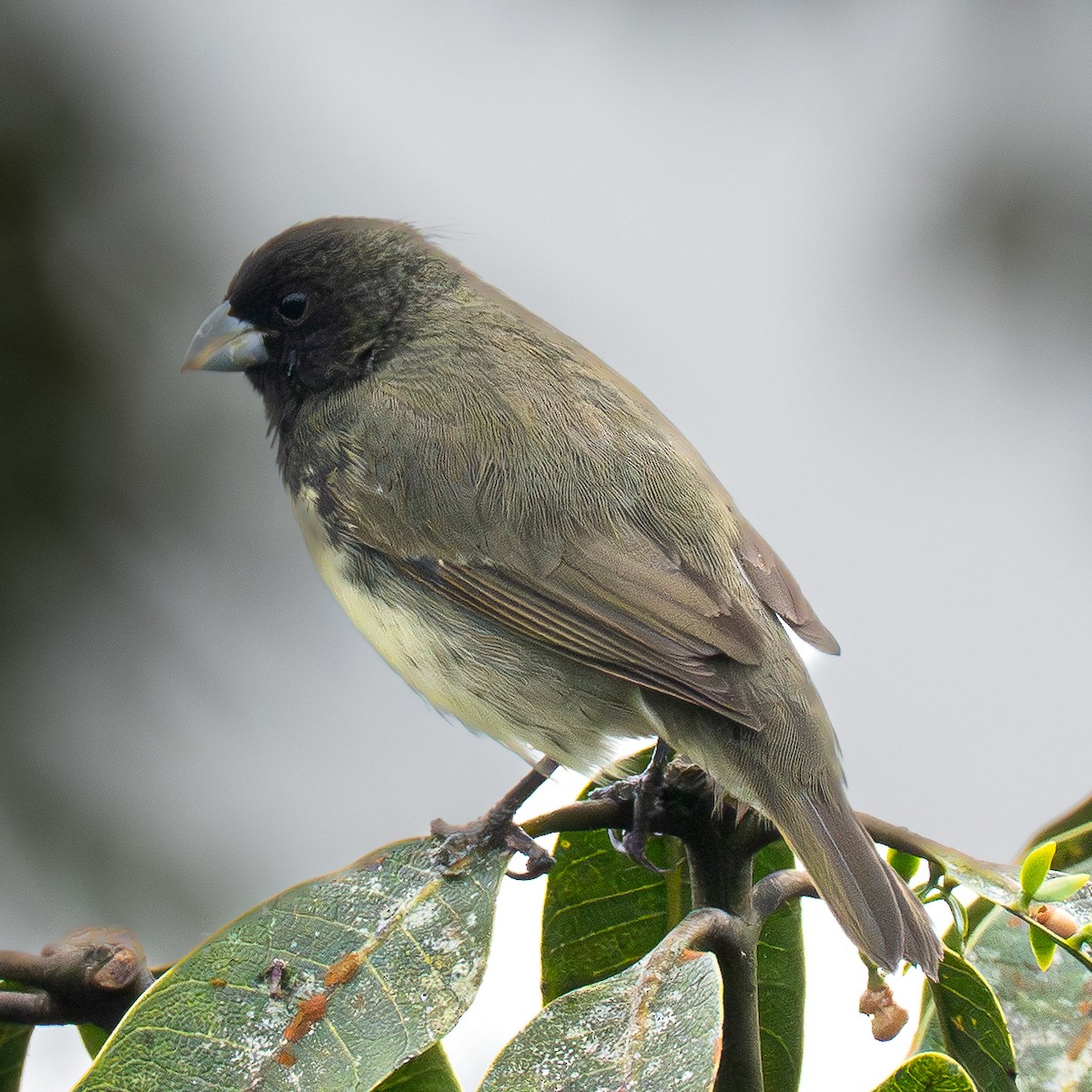 Yellow-bellied Seedeater - ML645856602