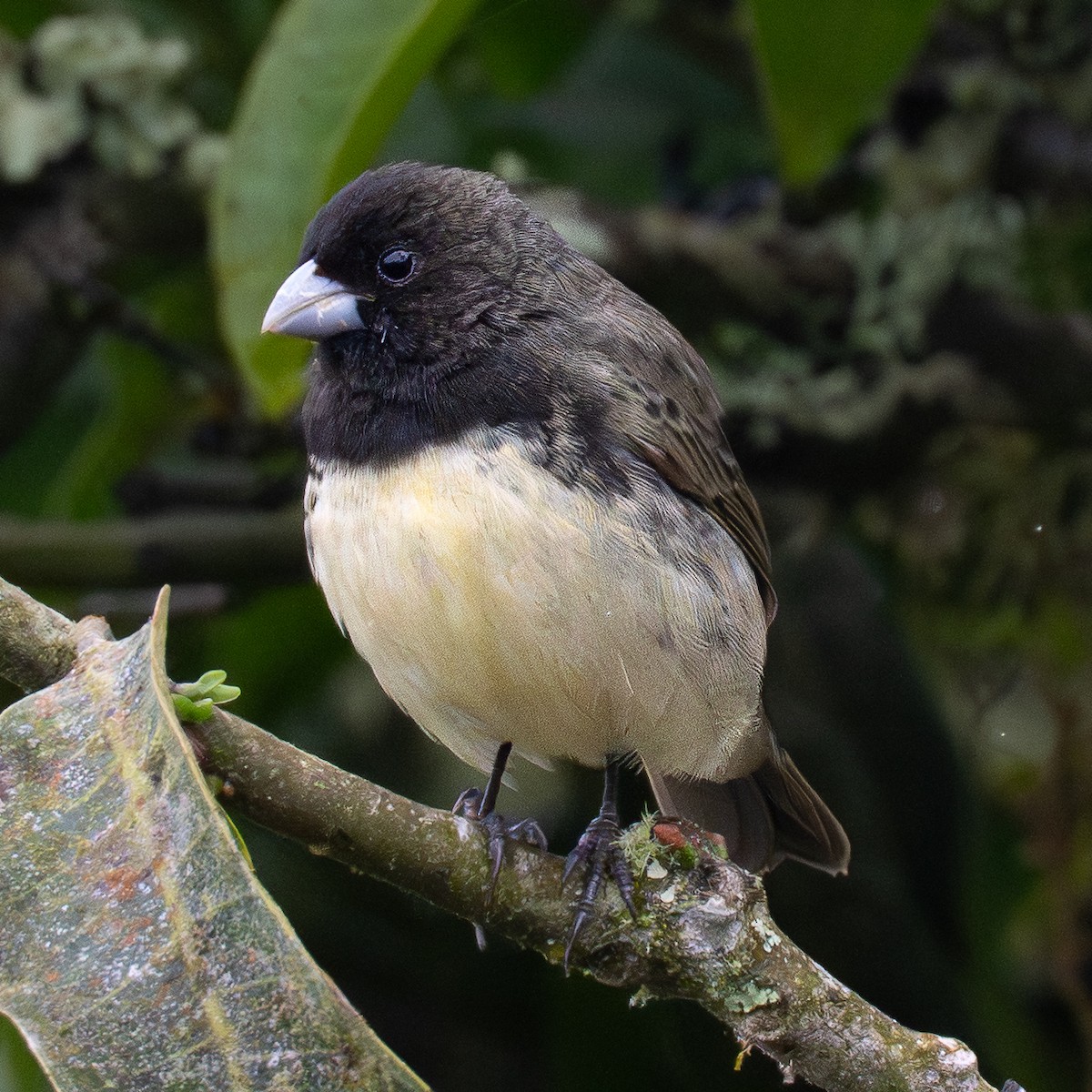 Yellow-bellied Seedeater - ML645856603