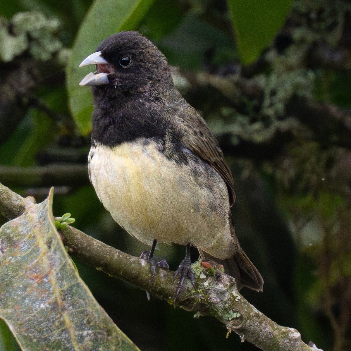 Yellow-bellied Seedeater - ML645856604