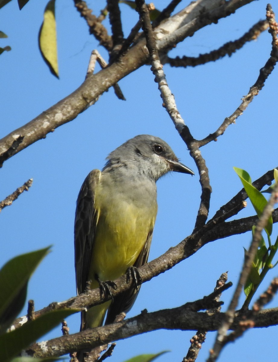 Cassin's Kingbird - ML645856606