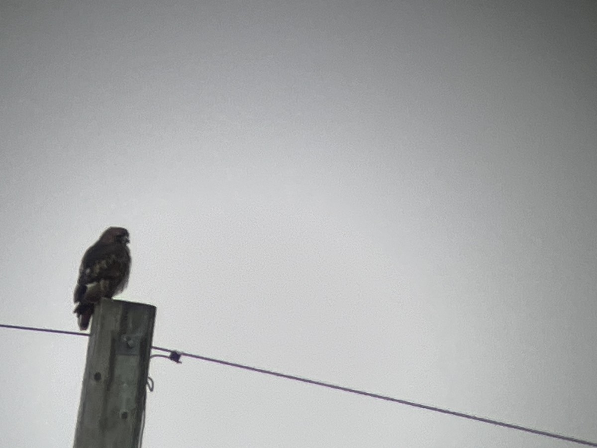 Poiana codarossa - ML645856607