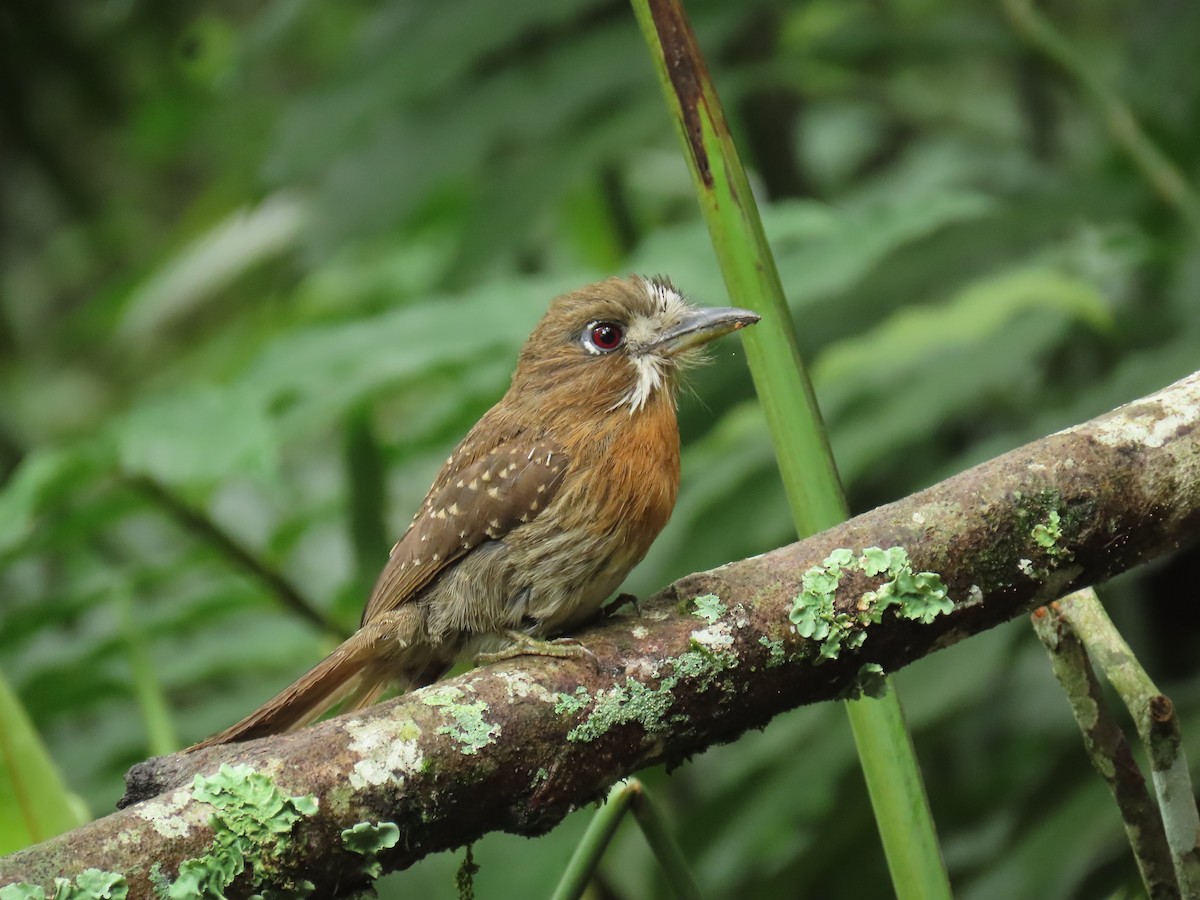 Moustached Puffbird - ML645856612
