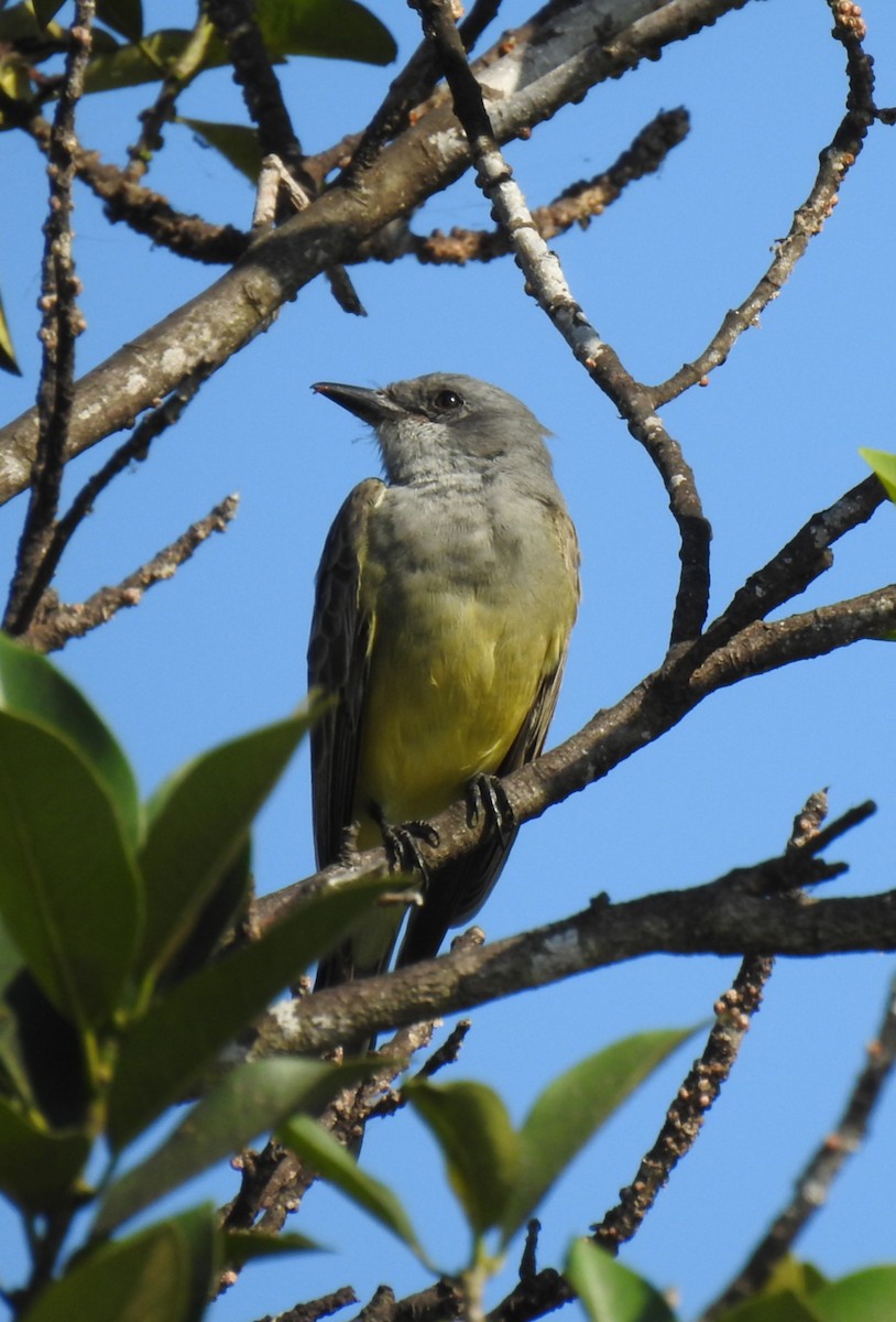 Cassin's Kingbird - ML645856618