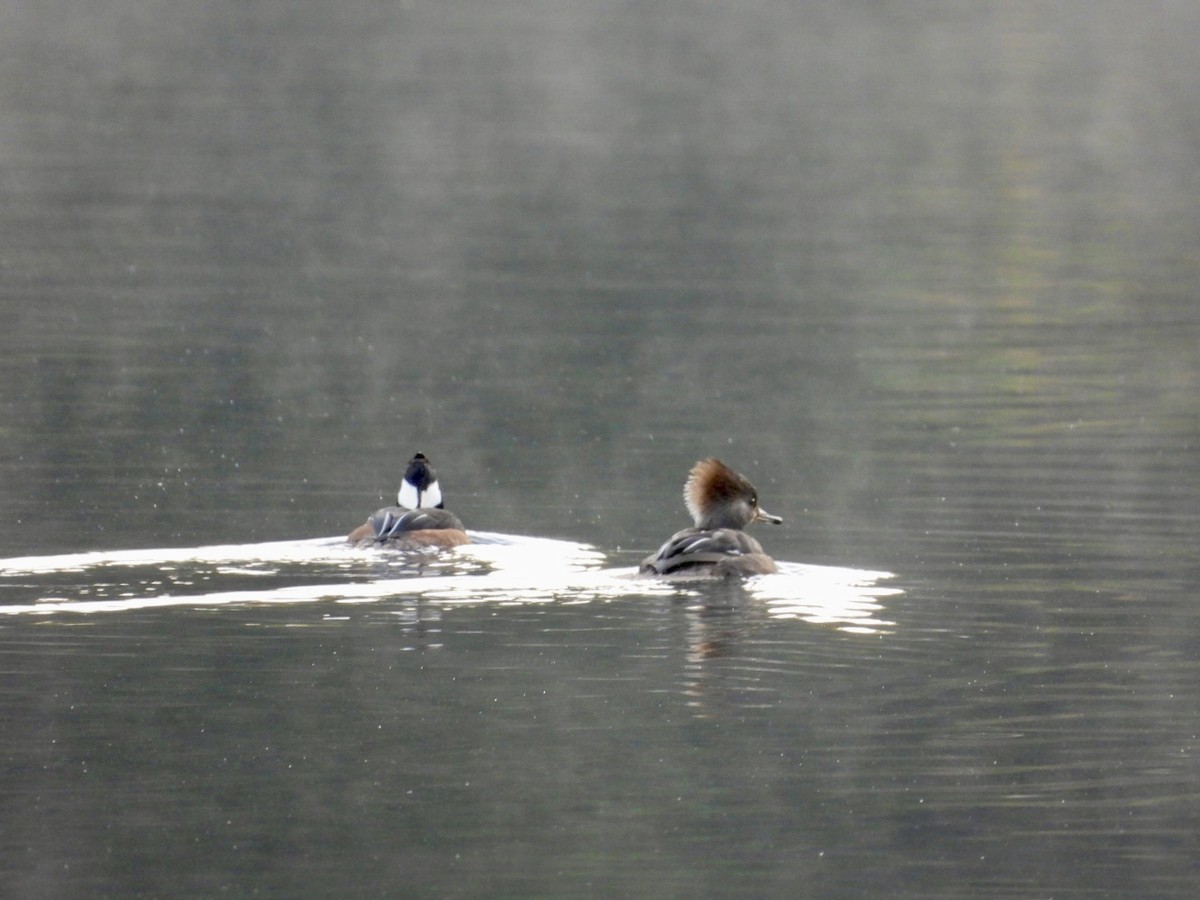 Serreta Capuchona - ML645856622