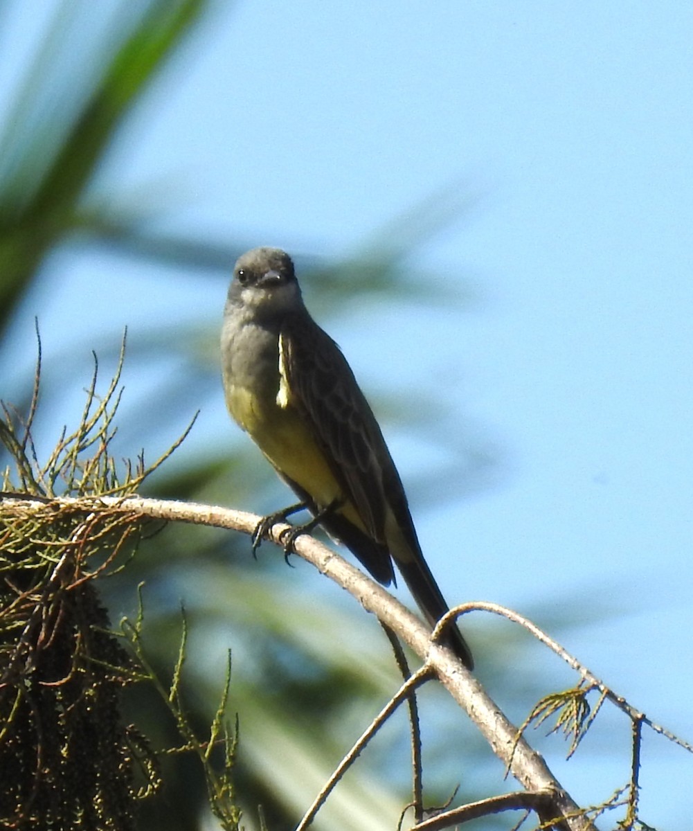 Cassin's Kingbird - ML645856623