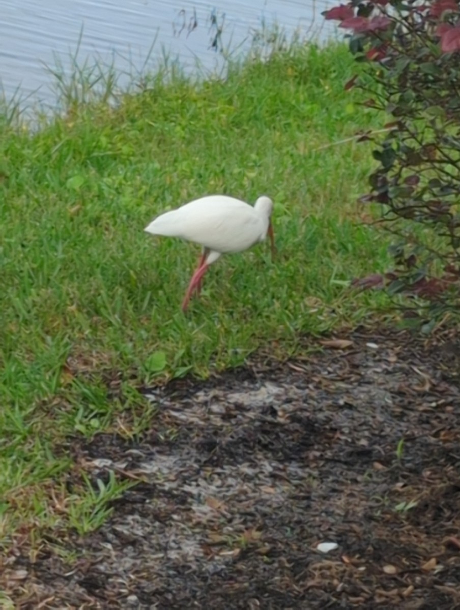White Ibis - ML645856624