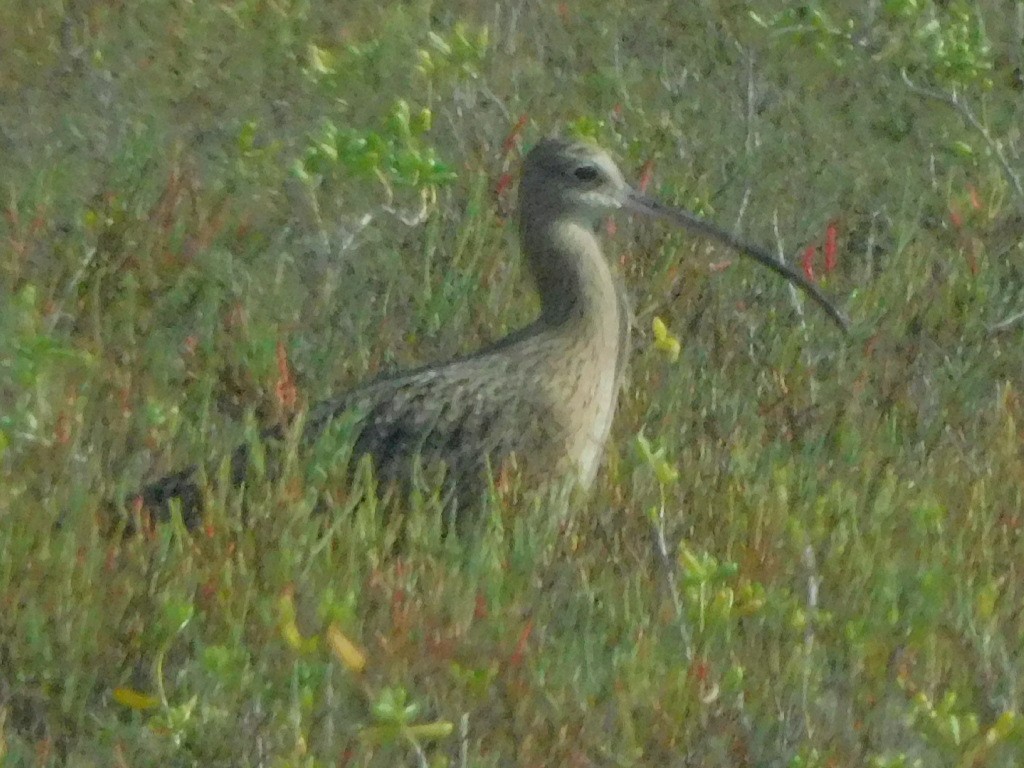 Long-billed Curlew - ML645856626