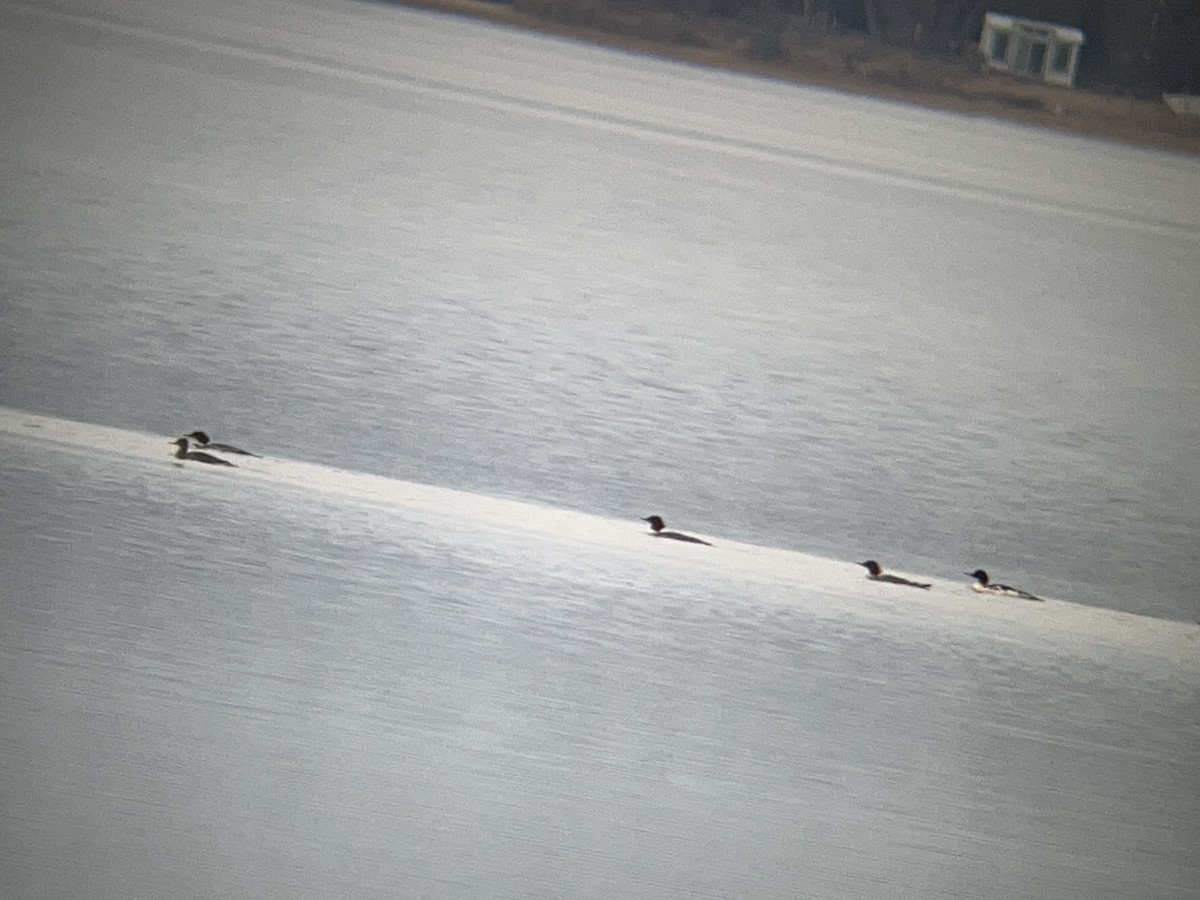 Smergo minore - ML645856627