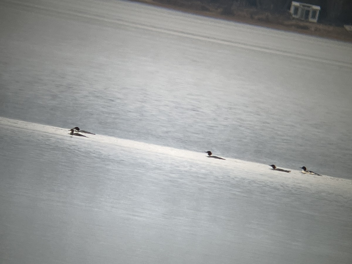 Smergo minore - ML645856628