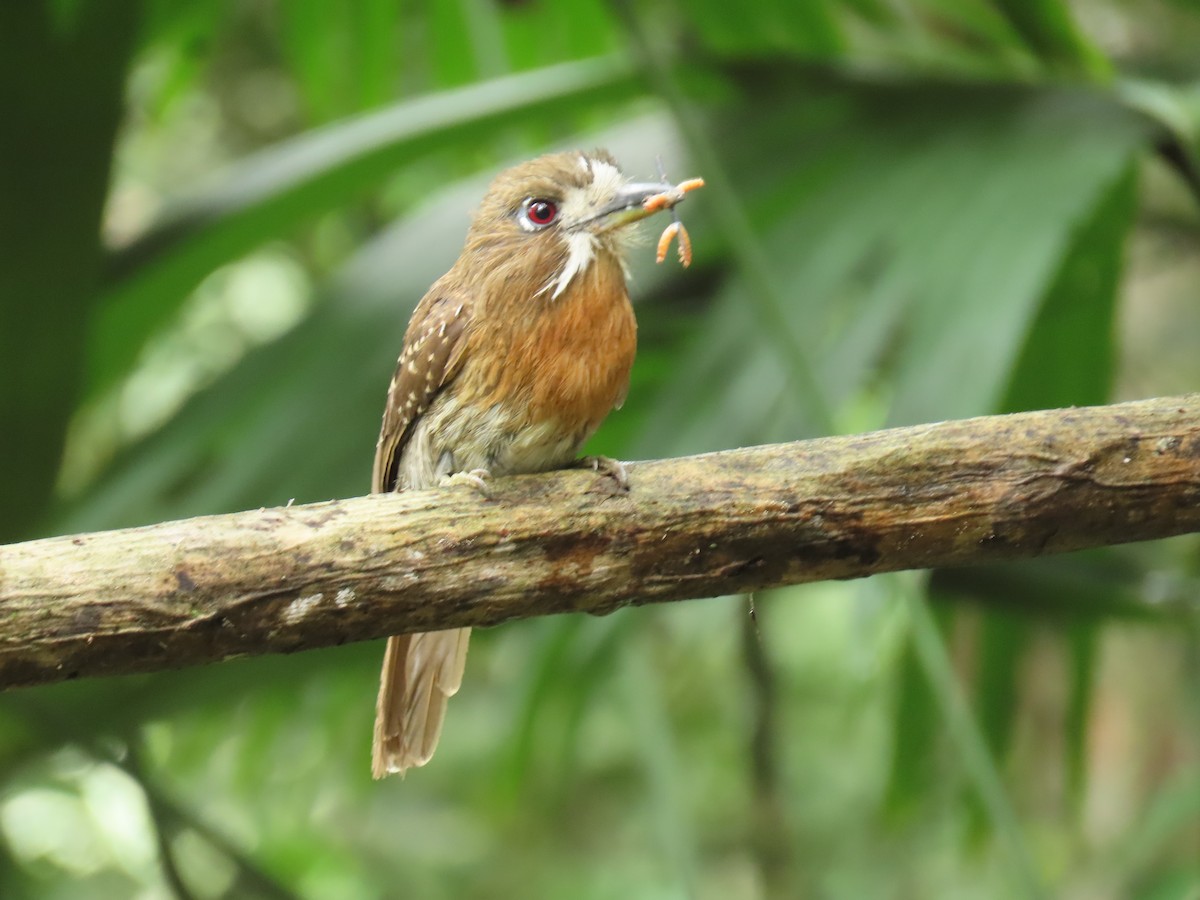 Moustached Puffbird - ML645856633