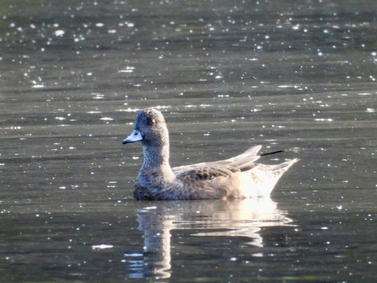 American Wigeon - ML645856653