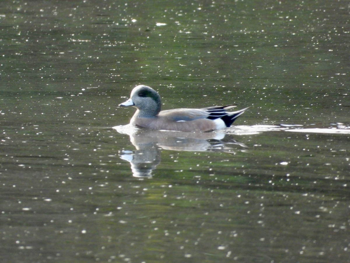 American Wigeon - ML645856654