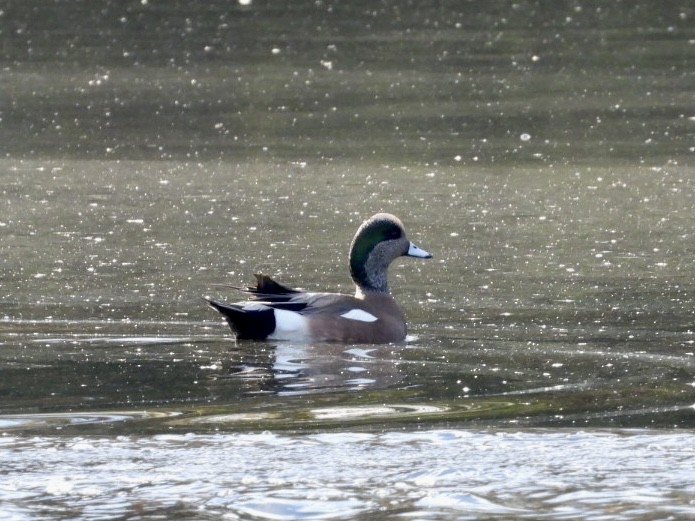 American Wigeon - ML645856655