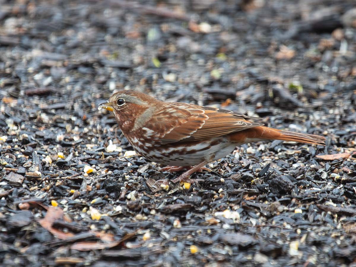 strnadec kaštanový - ML645856656