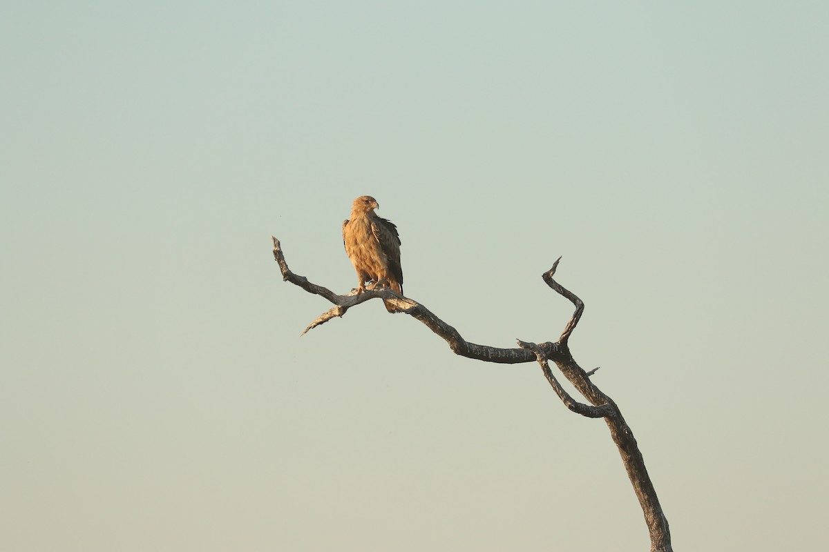 Tawny Eagle - ML645856657
