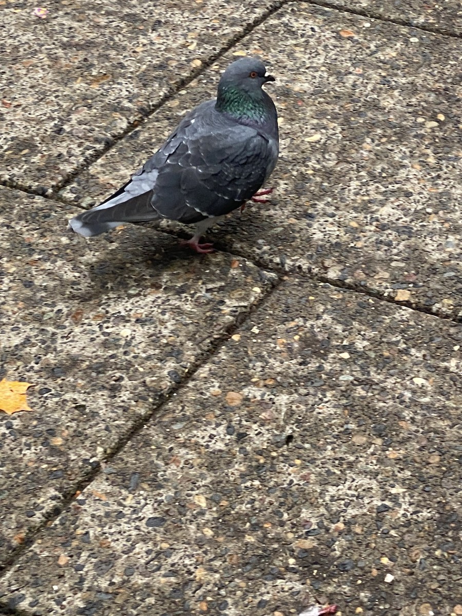 Kaya Güvercini (evcil tip) - ML645856659