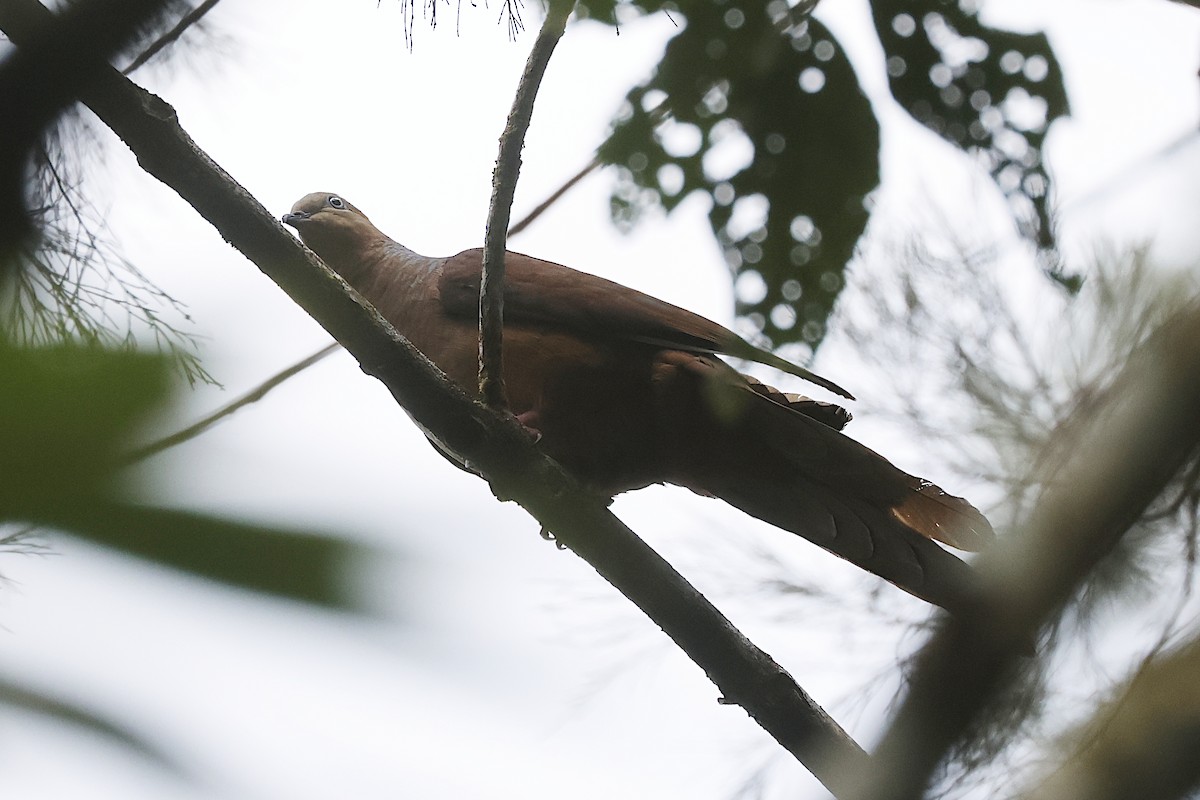 Amboyna Cuckoo-Dove - ML645856660