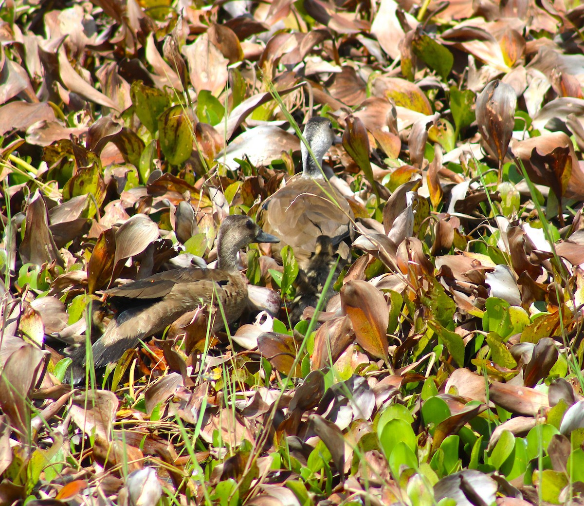 Brazilian Teal - ML645856666