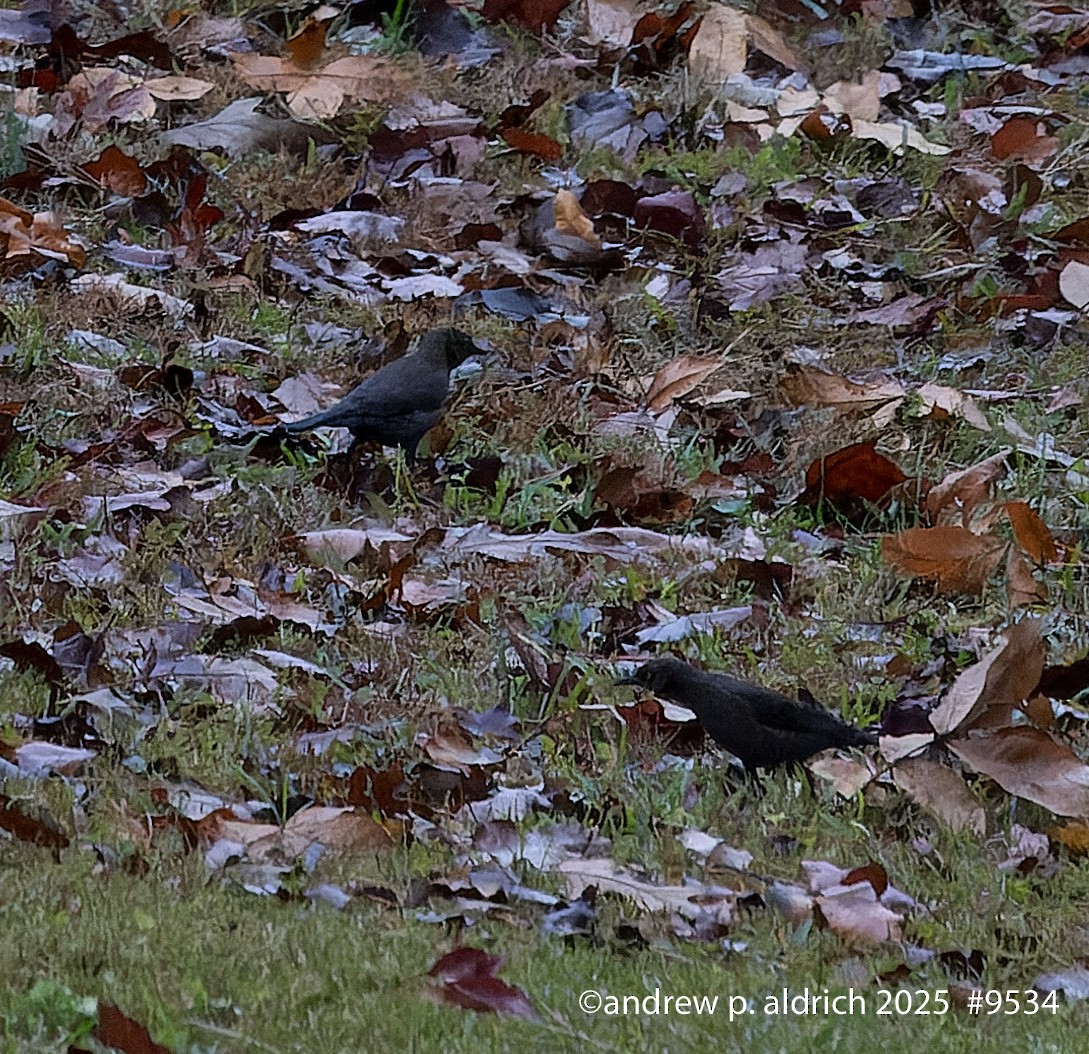 Rusty Blackbird - ML645856682