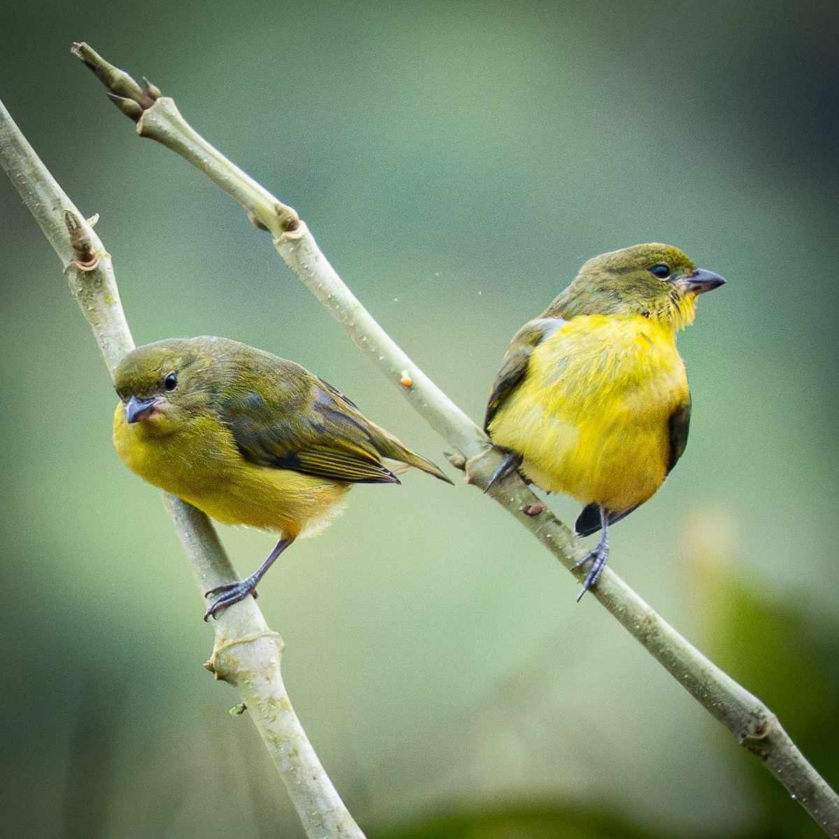 Thick-billed Euphonia - ML645856687