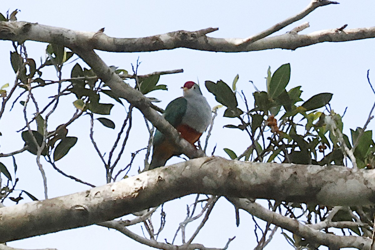 Beautiful Fruit-Dove - ML645856697