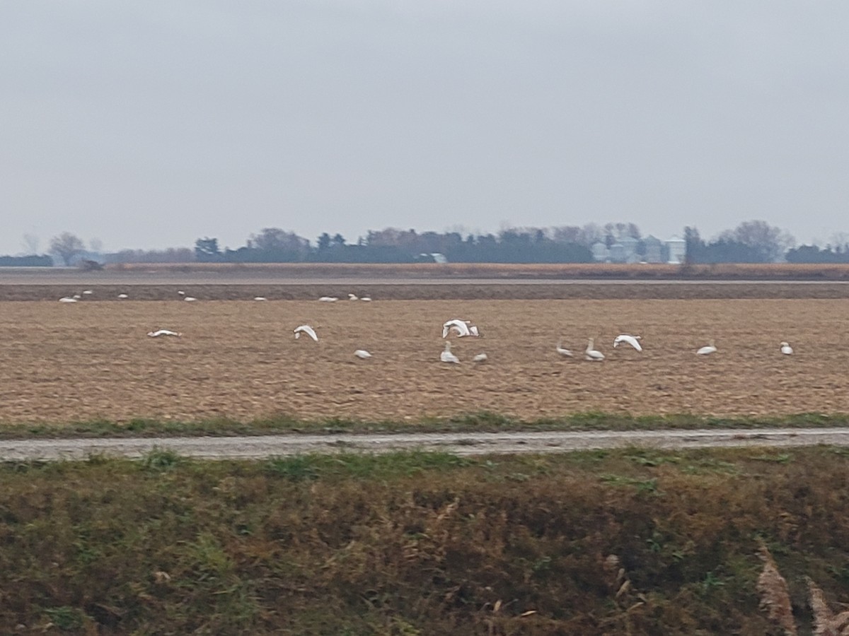 Tundra Swan - ML645856701