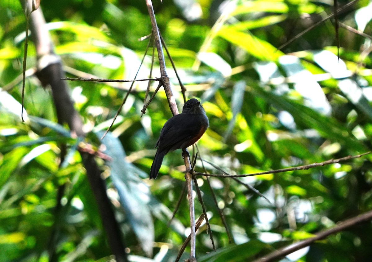 Bluish-slate Antshrike - ML645856702