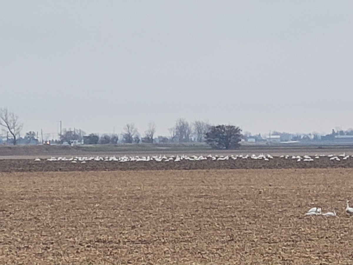 Tundra Swan - ML645856704