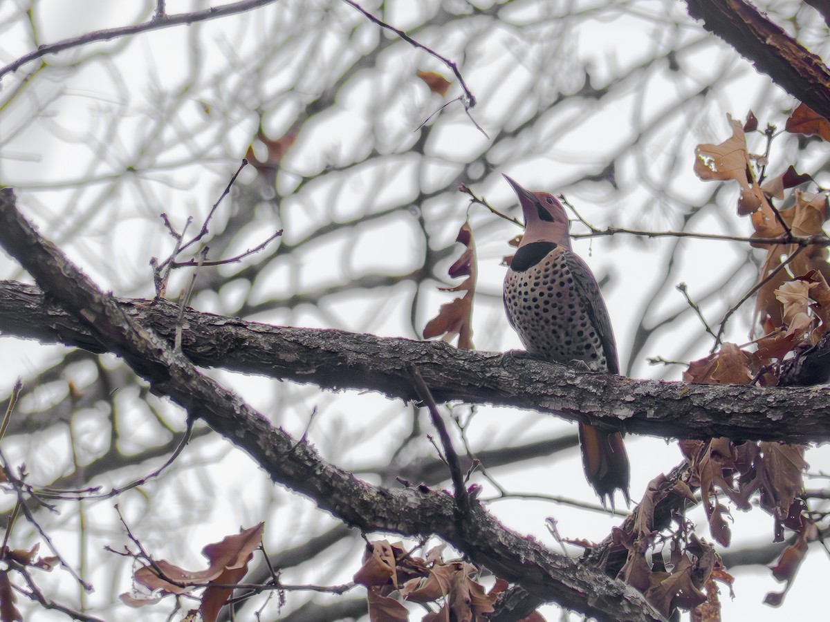 Northern Flicker (Yellow-shafted) - ML645856705
