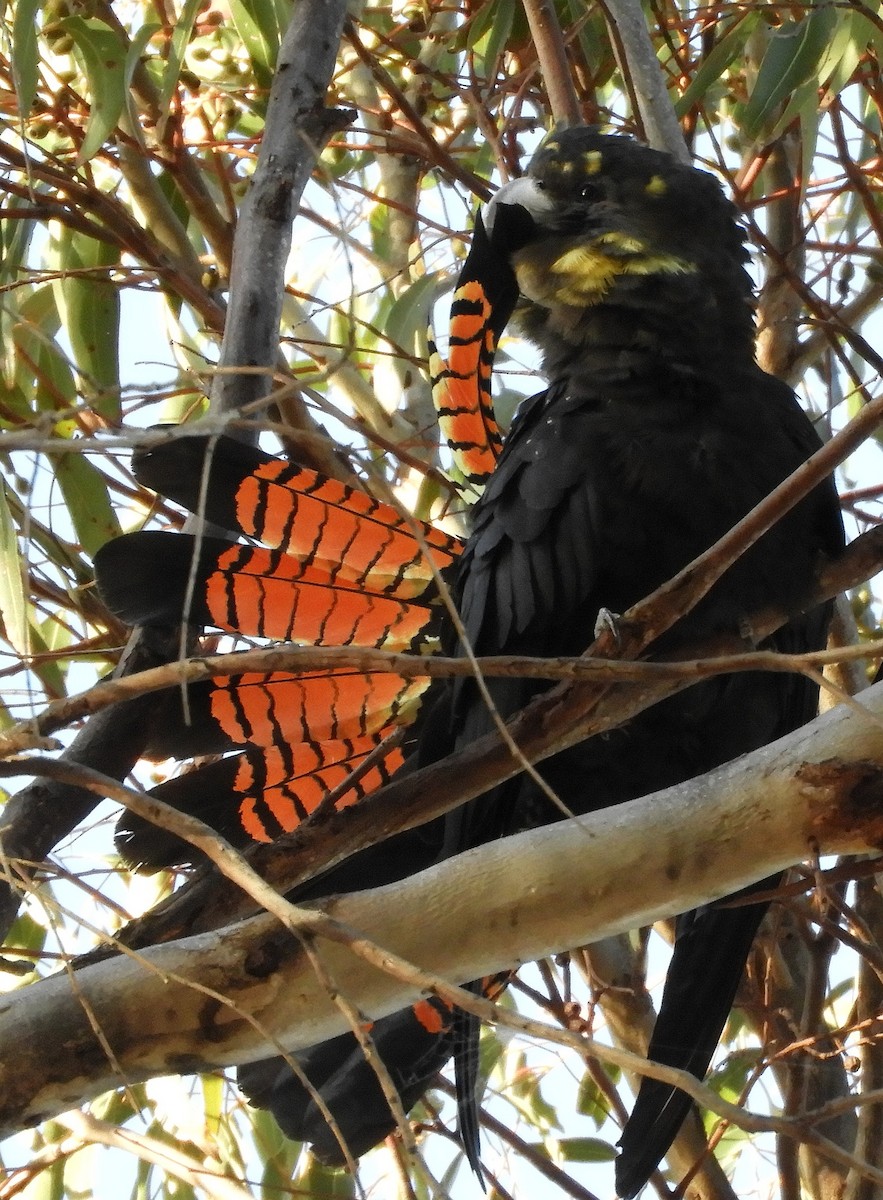 Glossy Black-Cockatoo - ML645856709
